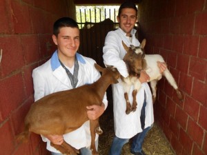 603154 veterinari-5svilajnacg.j. origh